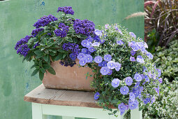 Vanilla flower and blue Mauritius in a clay box