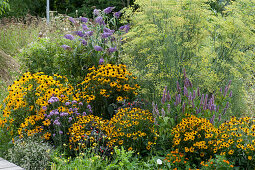 Yellow-violet bed with 'Goldsturm' black-eyed Susans, Buddleja BUZZ Buzz 'Violet', scented nettle, verbena, and fennel