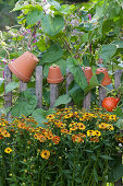 Helenium 'Rauchtopaz' 'red gold' and morning glory on the fence, clay pots as decoration