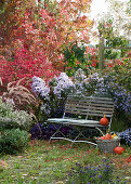 Seating in the autumn garden with asters, fountain grass and burning bush