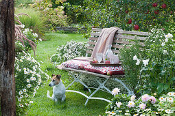 Sitzplatz auf Bank am Beet mit Aster, Herbstanemone, Dahlien und Zinnien, Hund Zula