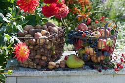 Frisch geerntete Kartoffeln, Äpfel, Weintrauben, Zwetschgen, Birne, Brombeeren in Drahtkörben