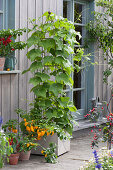 Chayote on a climbing trellis, chili 'Frontera Sweet' with yellow fruits