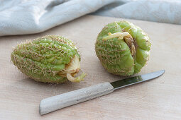 Chayote Frucht