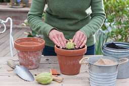 Planting chayote fruit in a clay pot