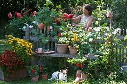 Pot arrangement on the garden fence with helenium, chili plants, and tomato, bed with dahlias and morning glory, woman cutting flowers with Zula the dog