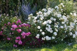 Floribunda 'Brautzauber' and Heidetraum roses, behind it russian sage