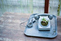 An old telephone being used as a plant pot