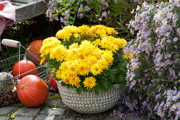 Chrysantheme 'Rico Yellow' im Korb, Aster 'Calliope' und Hokkaido-Kürbisse