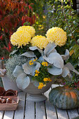 Decorative chrysanthemum 'Alpaga', ragwort 'Angel Wings', cushion bush, and horned violets