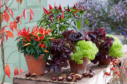 Naschzipfel 'Medusa', Chili 'Pretty in Purple' und Pflücksalat in Tontöpfen, Kastanien als Deko