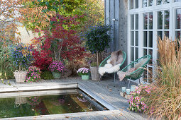 Autumn at the swimming pool, Acapulco armchair with fur and blanket, chrysanthemums, petunias, blue potato bush, and Japanese maple