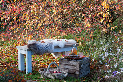Bench with fur as a seat in front of the crabapple tree, basket with apples