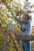 Frau auf der Leiter bei der Apfelernte