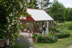 Woman outside Falu-red greenhouse in summery garden