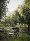 Outdoors setting, chair, table, grass, olive trees, fields