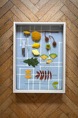 Collection of plants and leaves in fabric-lined display case