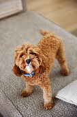 Dog on rug