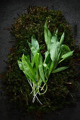 Fresh wild garlic on moss