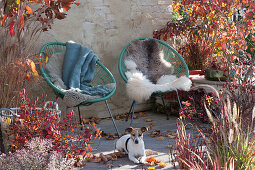 Acapulco armchair with fur and blanket on autumn terrace between trees with autumn colors and grass, dog Zula