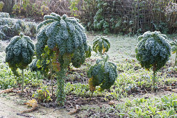 Hoarfrost on kale 'Lerchenzungen' in the vegetable garden