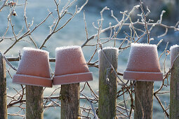 Clay pots put over the slats of the garden fence