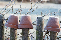 Clay pots put over the slats of the garden fence