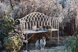 Hund Zula sitzt vor Bank im winterlichen Garten