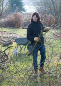 Autumn work in the garden: man cleans up sawed branches
