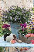 Hebe addenda 'Donna', cyclamen and horned violets with apples
