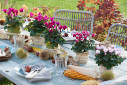 Tischdekoration mit Alpenveilchen, Maronen, Walnüssen und Maiskolben