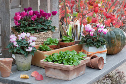 Autumn arrangement with cyclamen and lamb's lettuce