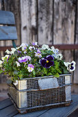 Wire basket of violas and pansies