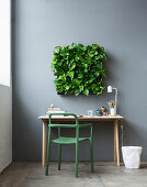 Devil's ivy in square green wall planter above desk