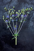 Sea holly flowers on dark surface