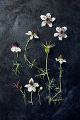 Love-in-a-mist flowers (Nigella damascena) on dark surface