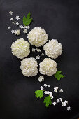 Viburnum flowers arranged on dark surface