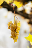 Reife Trauben an der Rispe hängen an der Weinrebe