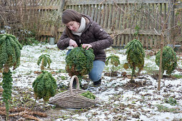 Woman harvests kale in winter