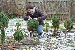 Frau erntet Grünkohl im Winter