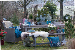 Frau dekoriert weihnachtliche Sitzgruppe im Garten: Schale mit Kiefer, Zwergfichte und Currykraut, Sterne, Zapfen, Kerzen, Bank mit Fell und Korbsessel als Sitzplatz