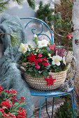 Basket with Christmas roses, cyclamen and bud heather, for Christmas with red wooden stars