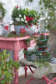 Weihnachtliches Arrangement mit Zuckerhutfichten, Christrose, Alpenveilchen und Skimmie, Zieräpfel, Stern, Zapfen und Zweige als Deko