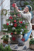 Woman decorates Nordmann fir with red wooden stars and cones as a Christmas tree