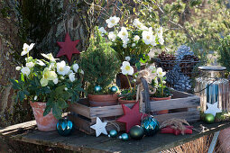 Holzkiste mit Christrosen und Zuckerhutfichte, weihnachtlich dekoriert mit Sternen, Kugeln, Windlicht und Korb mit Zapfen