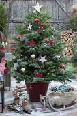 Nordmann fir with fairy lights, stars and spheres as Christmas tree, sleigh with fur and bowl with hearts, cones and spheres as decoration