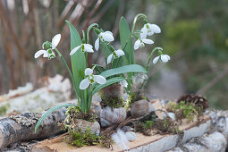 Snowdrops planted in empty snail shells