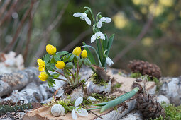 Snowdrops and winterling planted in empty snail shells