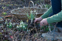 Dig up snowdrops for decorative purposes in the garden