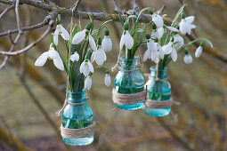 Snowdrops in small bottles hung on branch